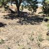 Parcela de 6.300 m2 con Casa a Reformar, Callejón Borreguito. Chiclana. Inversión junto Hotel Fuentemar